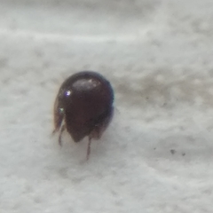 Galumnidae