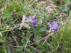 Oxytropis owerinii
