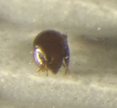 Galumnidae