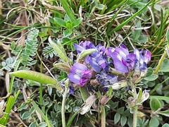 Oxytropis owerinii