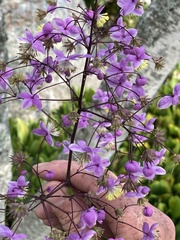 Thalictrum delavayi