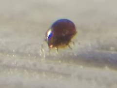 Galumnidae
