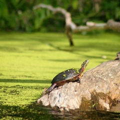 Chrysemys picta marginata