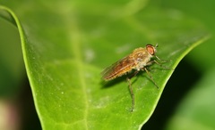 Thereva fulva