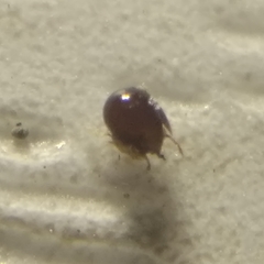 Galumnidae