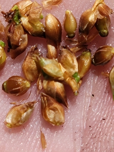 Image of Rhynchospora grayi by (c) Jay Horn, some rights reserved (CC BY)