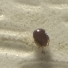 Galumnidae