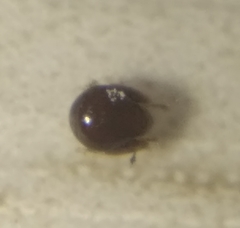 Galumnidae