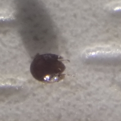 Galumnidae