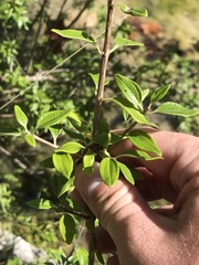 Philadelphus texensis