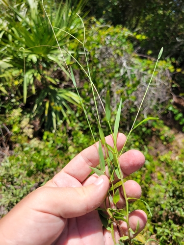 Image of Digitaria longiflora by (c) Jay Horn, some rights reserved (CC BY)