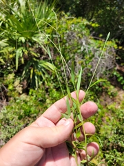 Digitaria longiflora