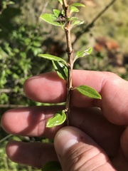 Philadelphus texensis