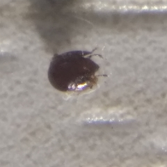 Galumnidae