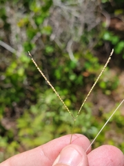 Digitaria longiflora