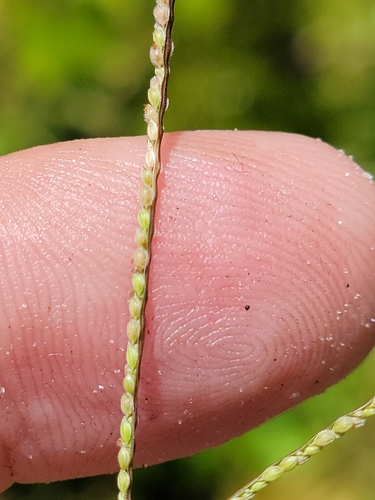 Image of Digitaria longiflora by (c) Jay Horn, some rights reserved (CC BY)