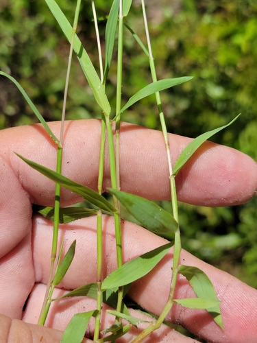 Image of Digitaria longiflora by (c) Jay Horn, some rights reserved (CC BY)