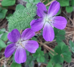 Geranium crenatifolium