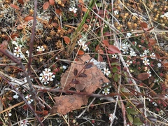 Pyxidanthera barbulata