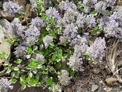 Ziziphora puschkinii