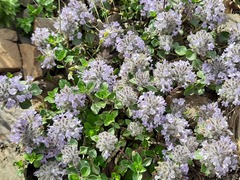 Ziziphora puschkinii