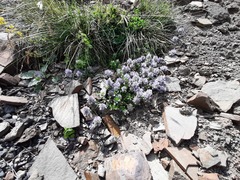 Ziziphora puschkinii