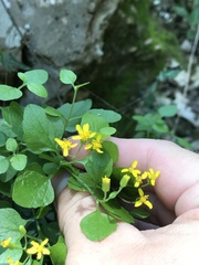 Perityle lindheimeri