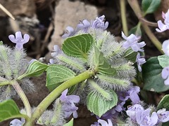 Ziziphora puschkinii