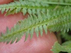 Pedicularis parryi