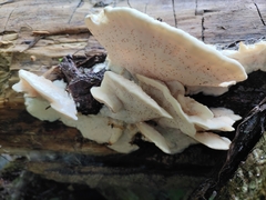 Tyromyces galactinus