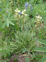 Pedicularis parryi