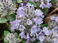 Ziziphora puschkinii