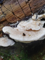 Tyromyces galactinus