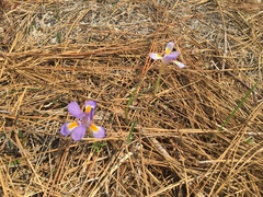 Iris verna
