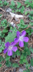 Geranium crenatifolium