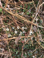 Pyxidanthera barbulata
