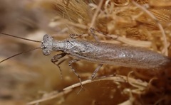 Perlamantis alliberti