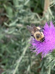 Bombus griseocollis