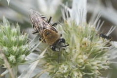 Colletes hylaeiformis