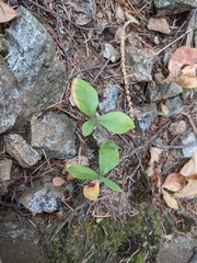 Lysimachia latifolia