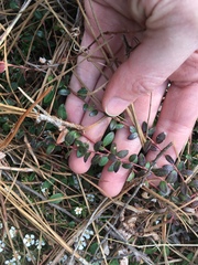 Vaccinium crassifolium