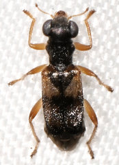 Phyllobaenus pallipennis