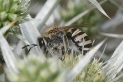 Colletes hylaeiformis
