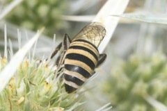Colletes hylaeiformis