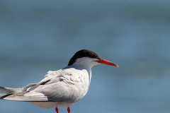 Sterna hirundo hirundo