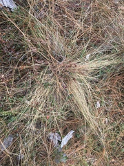 Aristida stricta