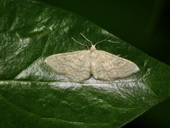 Idaea obsoletaria