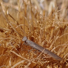 Perlamantis alliberti