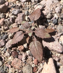 Chylismia