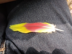 Agapornis roseicollis